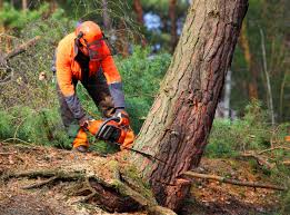 Best Residential Tree Removal  in Pawnee, OK